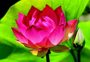 Boxed Note Cards: Lotus
