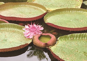 Boxed Note Cards: Victoria amazonica