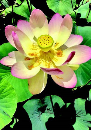 Boxed Note Cards: Lotus