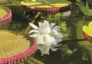 Boxed Note Cards: Victoria amazonica